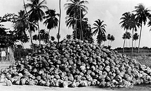 Puerto Rico - Coconuts.jpg