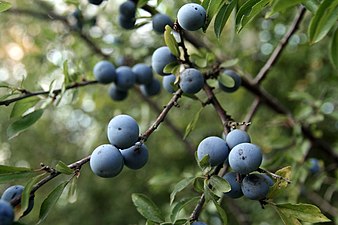 Prunus spinosa at Orth an der Donau