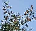 dried pods & leaves at canopy in Kolkata, West Bengal, India.