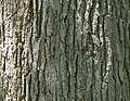 Swamp White Oak (Quercus bicolor) bark