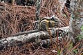 Tamiops mcclellandii, Western striped squirrel - Phu Kradueng National Park