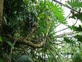 Daun Philodendron bipinnatifidum yang bercabang-cabang