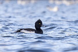 Tufted Duck 2023 11 19.jpg