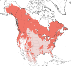 alt=Distribución de Ursus americanus.[1]​      Rango de distribución actual      Extinto