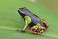 39 Variegated golden frog (Mantella baroni) Ranomafana uploaded by Charlesjsharp, nominated by Charlesjsharp