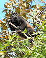 Image 5Mantled howler monkey, male (from Wildlife of Costa Rica)