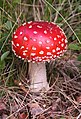 Image 22Psychotropic mushroom Amanita muscaria, commonly known as "fly agaric" (from Mushroom)