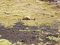 Um Viscacha no parke Lauca.