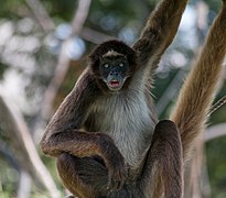 Ateles hybridus from Venezuela 10.jpg