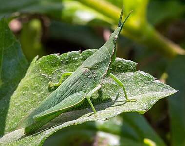 Atractomorpha crenulata, by Crisco 1492