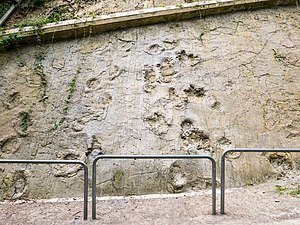 Sporen van dinosauriërs te Barkhausen, gem. Bad Essen