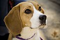 Le Beagle, un chien de type braque (braccoïde).