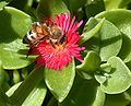 A bee on a succulent in my neighborhood. Full view for the complete texture on this one.