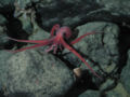 Benthic octopus and clam on the Davidson Seamount at 1461 meters.