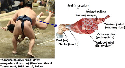 sumo, yokozuma, sval, biomechanika, anatomie