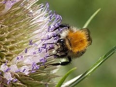 Bombus pascuorum vu de face