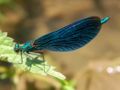 Calopteryx virgo (đực)