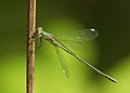 Chalcolestes viridis