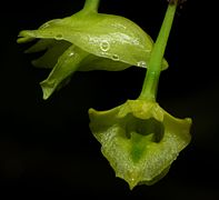 Dendrobium philippinense