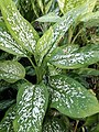 Dieffenbachia picta var. exotica (181229-1705)