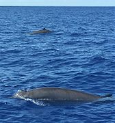 Gervais's beaked whale (M. europaeus) in the Gulf Stream off North Carolina