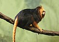 Golden Headed Lion Tamarin