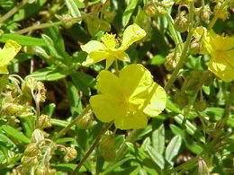 Paprastasis saulenis (Helianthemum nummularium)