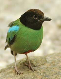 Huppupitta (Pitta sordida)