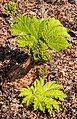 Reuzenrabarber. mammoetblad: Gunnera manicata.