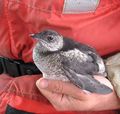 Kittlitz's murrelet