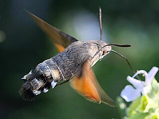 Hummingbird hawk-moth