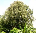 Indian rose Chestnut, provincial tree of Northeast Indian region