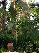 Musa-paradisiaca.jpg