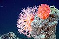 Deepsea mushroom corals growing on the chimney of an Explorer Ridge hydrothermal vent