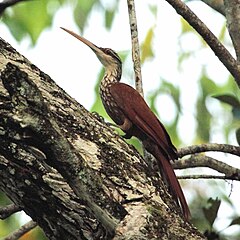 Description de l'image Nasica longirostris - Long-billed Woodcreeper.jpg.