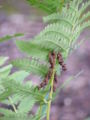 Osmunda claytoniana. Pínnulas fértiles contraídas.