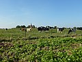 Archeologisch terrein met resten van kasteel Persingen, in het landschap ten zuiden van de kerk van Persingen.