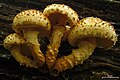 !Pholiota squarrosoides!