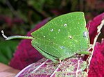 Lisni skakavac, Phyllochoreia ramakrishnai, imitara zeleni list.
