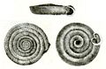 The polygyrid snail, Polygyra cereolus from Binney, 1878.