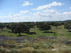 Evergreen oaks ( Quercus ilex ) in the dehesa de Monfragüe.