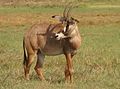 Konjska antilopa