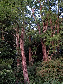 Trees in the swamp garden