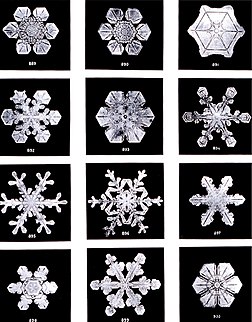 Cristaux de neige, photographiés par Wilson Bentley (1865-1931). (définition réelle 1 124 × 1 437)