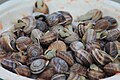 Las vaquetas son el tipo de caracol más frecuentemente utilizado