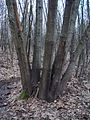 Vástagos adultos de Quercus rubra en la llanura padana en el norte de Italia