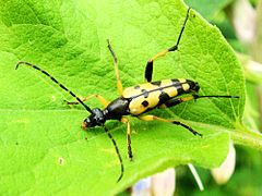 Rutpela maculata Munster (Allemagne).