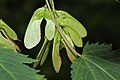 Acer glabrum