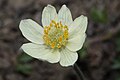 Pulsatilla occidentalis