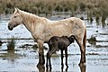 43 Wild horse of the wetlands in the alt Empordà, Catalonia, Spain. created and uploaded by Alberto-g-rovi, nominated by Tomer T